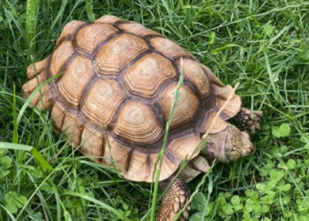 Est-ce qu'une tortue peut vivre sans sa carapace ?