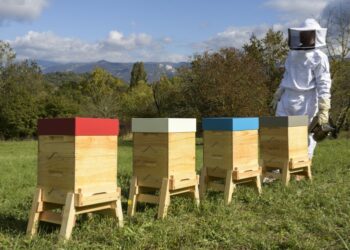 Est-il dangereux d'avoir une ruche dans son jardin ?