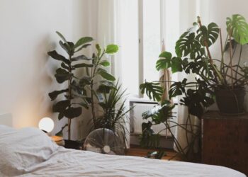 Est-il dangereux de dormir avec une plante dans une chambre ?