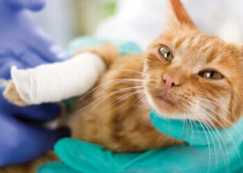 Est-il nécessaire d'assurer son chien ?