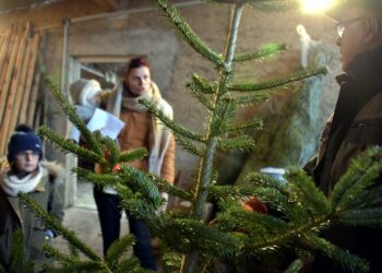 Est-il possible de replanter un sapin coupé ?