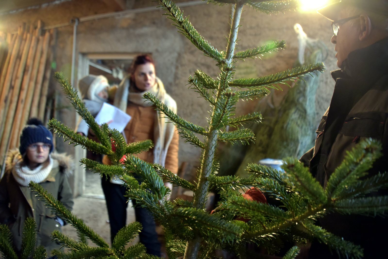 Estil possible de replanter un sapin coupé