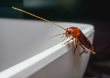 Explorer les différents types de bogues dans la maison