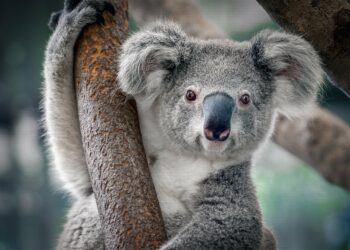 How many koalas are left?