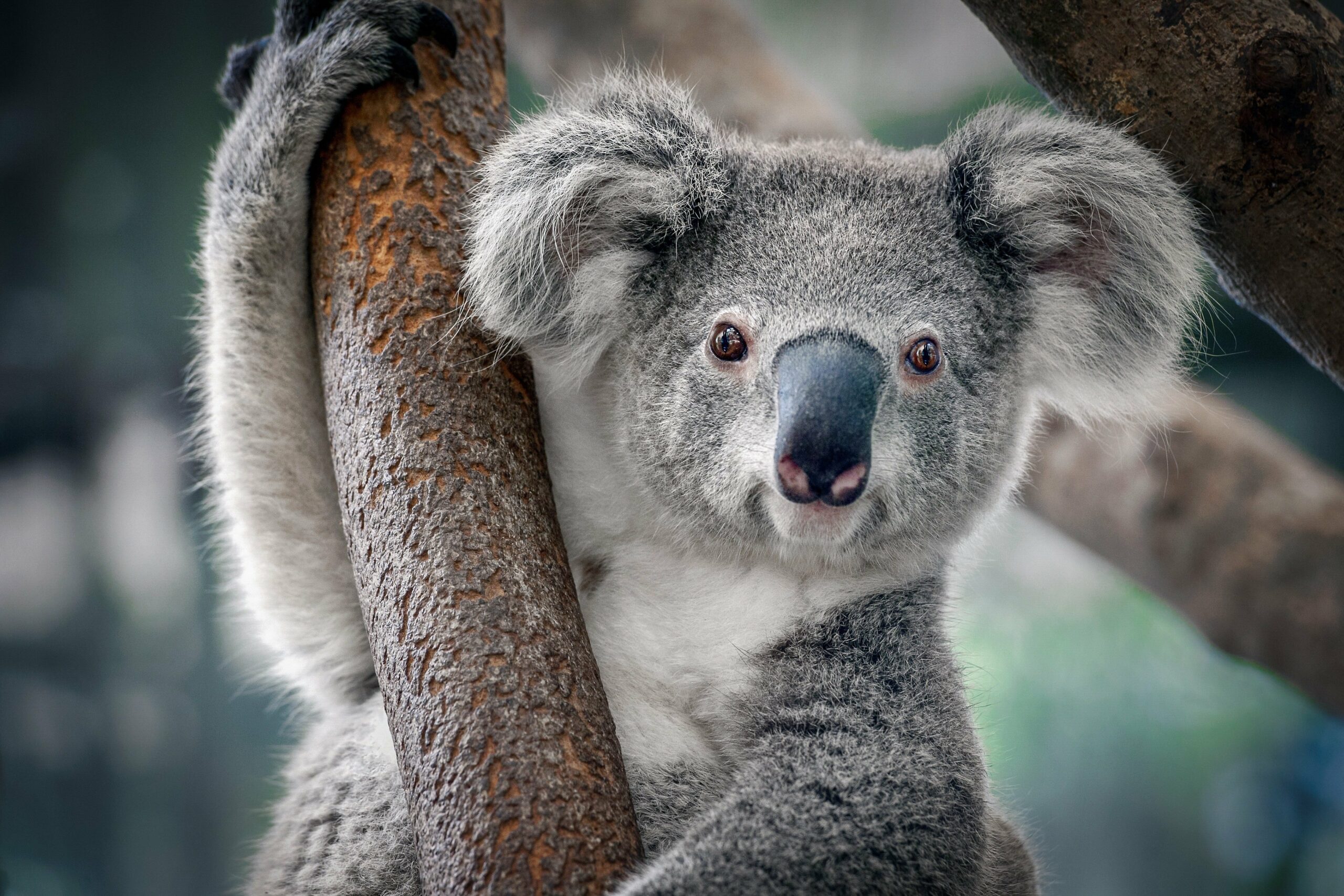 How many koalas are left?