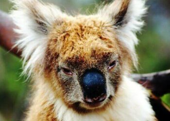 How much does a baby koala cost?