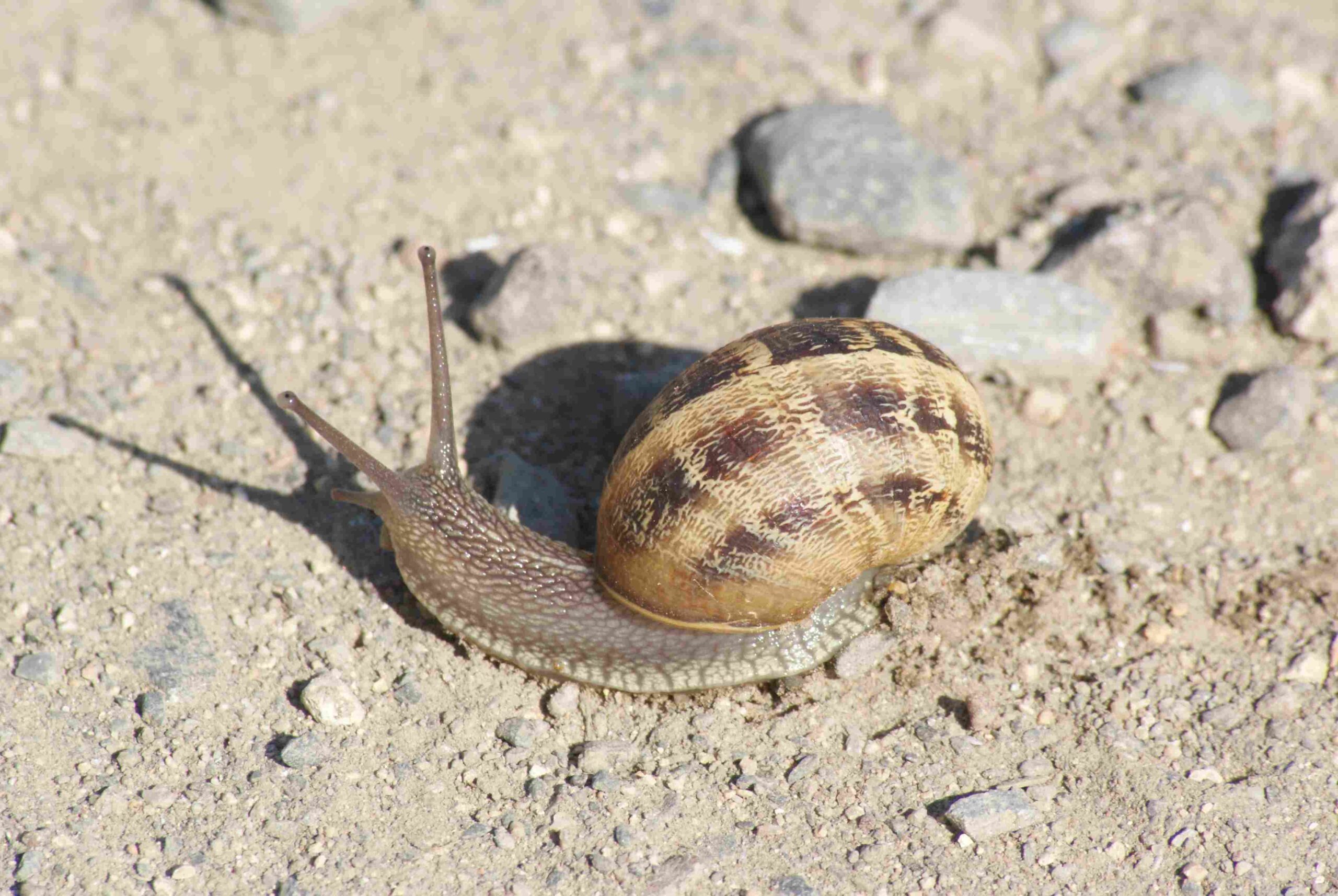 Où Peuton trouver des escargots géants