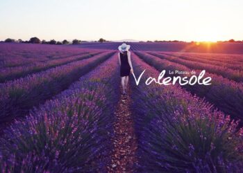 Où Peut-on trouver la lavande ?