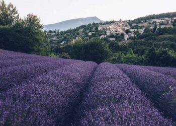 Où Peut-on trouver la lavande sèche ?