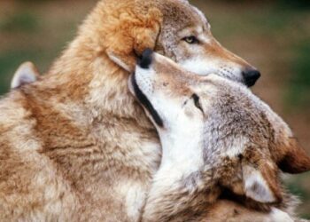 Où Y-a-t'il le plus de loup en France ?