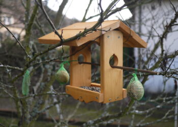 Où accrocher mangeoire oiseaux ?
