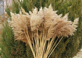 Où acheter herbe de la pampa déco ?