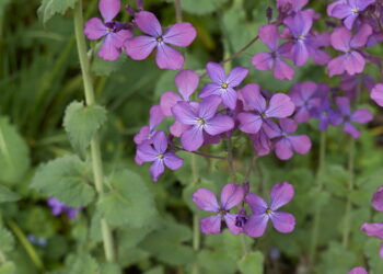 Où acheter la plante monnaie du pape ?