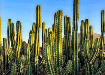 Où acheter ses cactus ?