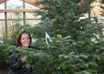 Où acheter son sapin au meilleur prix ?