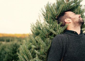 Où acheter un beau sapin de Noël ?
