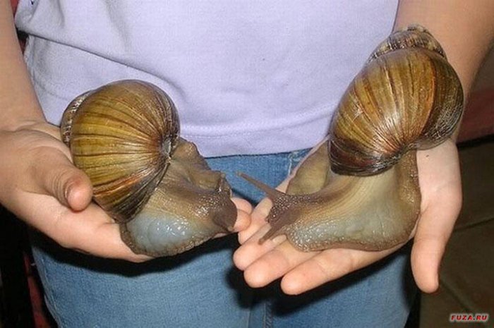 Escargot Gant Domestique Prix