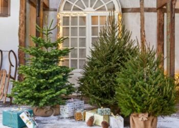 Où acheter un sapin de Noël 2021 ?