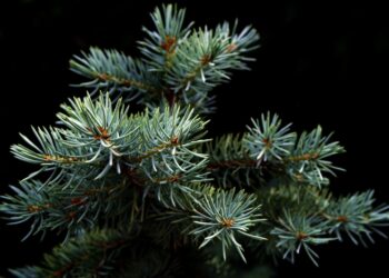 Où acheter un sapin de Noël pas cher ?
