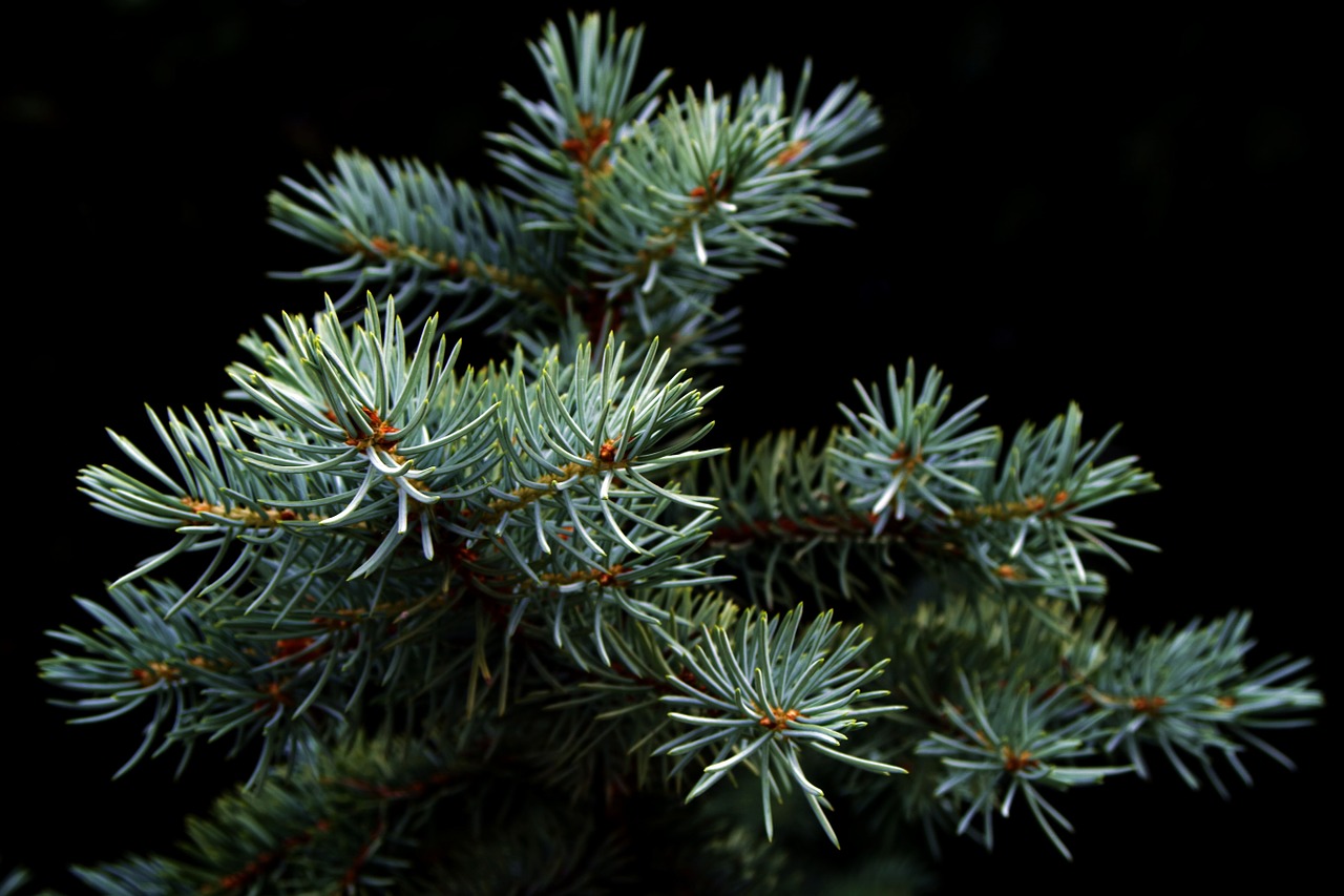 Où acheter un sapin de Noël pas cher