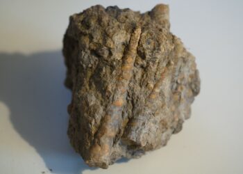 Où aller en France pour trouver des fossiles ?