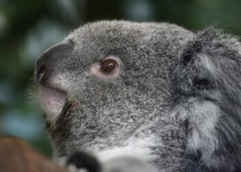 Ou caresser des koalas en France ?