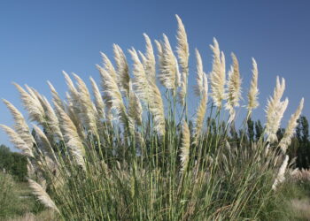 Où cueillir herbe de la pampa ?
