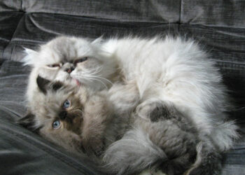 Où doit dormir un chat la nuit ?