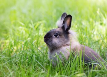 Où doit vivre un lapin ?