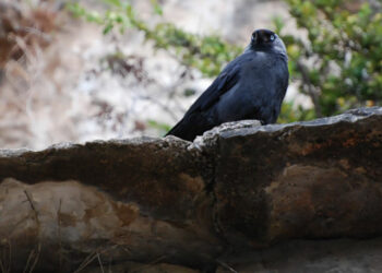 Où dorment les choucas ?