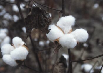 Où est cultivé le coton ?