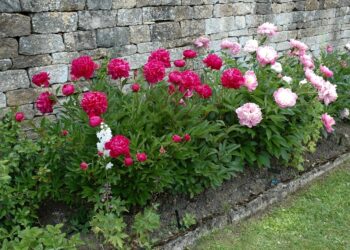 Où et quand planter les pivoines ?