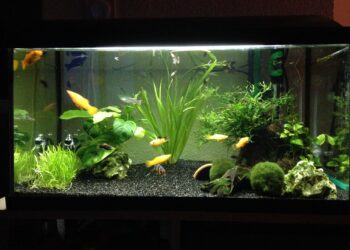 Où exposer un aquarium ?