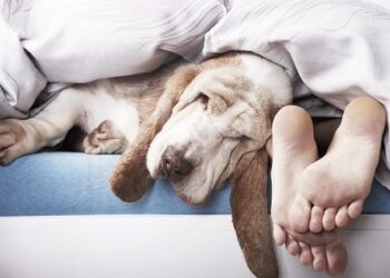 Où faire dormir le chien la nuit ?