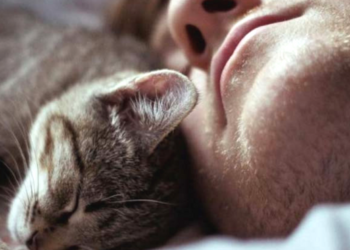 Où faire dormir un chaton la première nuit ?