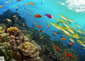 Où habite le corail ?