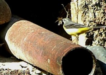 Où les rats font leur nid ?