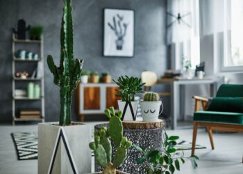Où mettre les cactus dans la maison ?