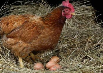 Où mettre les graines des poules ?