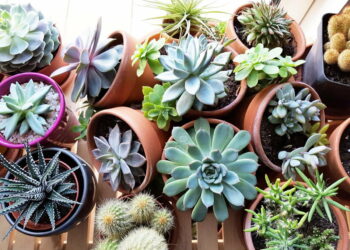 Où mettre les succulentes dehors ?