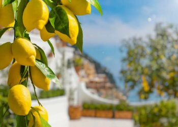 Où mettre un citronnier l'hiver ?