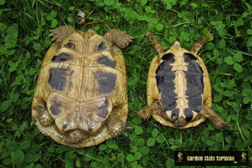 Où mettre une tortue morte