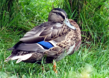 Ou migrent les canards ?