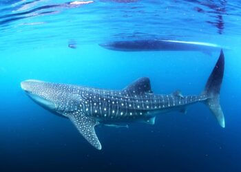 Où nager avec les requins au Mexique ?