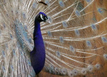 Où nichent les paons ?