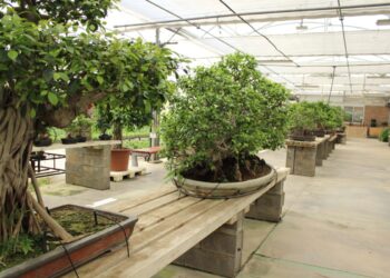 Où placer ficus ginseng ?