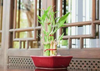 Où placer le Lucky bambou dans la maison ?