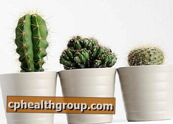 Où placer les cactus ?