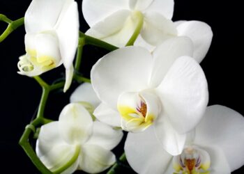 Où placer les orchidées ?
