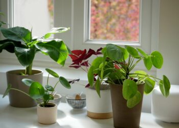 Où placer les plantes d'intérieur ?